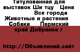 Титулованная для выставок Ши-тцу › Цена ­ 100 000 - Все города Животные и растения » Собаки   . Пермский край,Добрянка г.